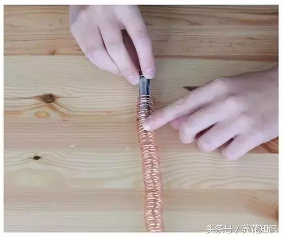 水养一年四季不黄叶的植物,水里加点什么花养得好