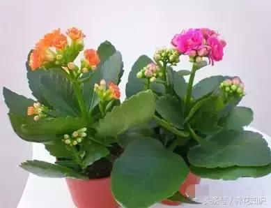 水养一年四季不黄叶的植物,水里加点什么花养得好