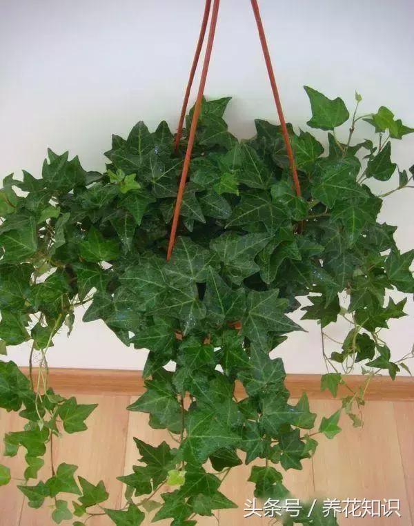 水养一年四季不黄叶的植物,水里加点什么花养得好