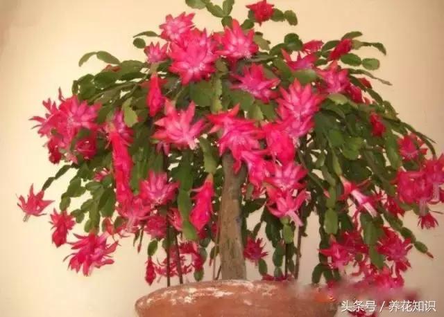 水养一年四季不黄叶的植物,水里加点什么花养得好