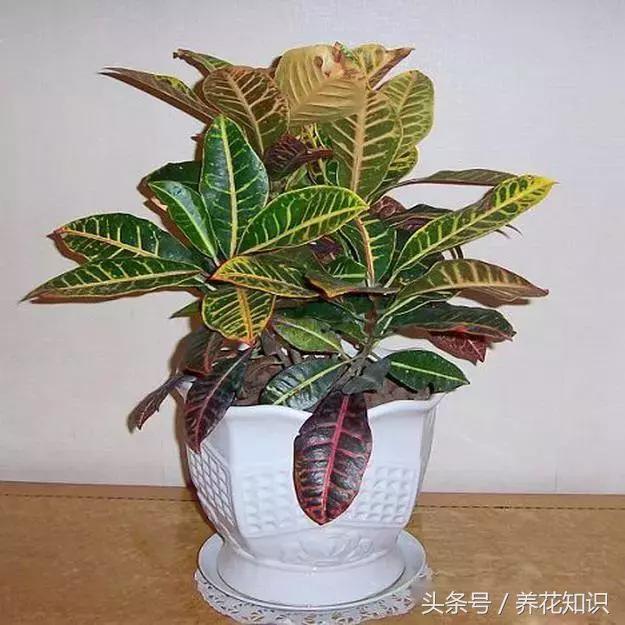 水养一年四季不黄叶的植物,水里加点什么花养得好