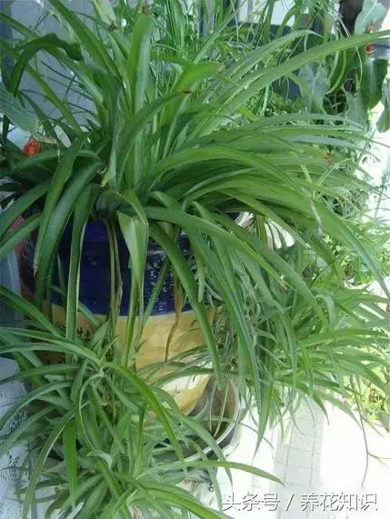 水养一年四季不黄叶的植物,水里加点什么花养得好