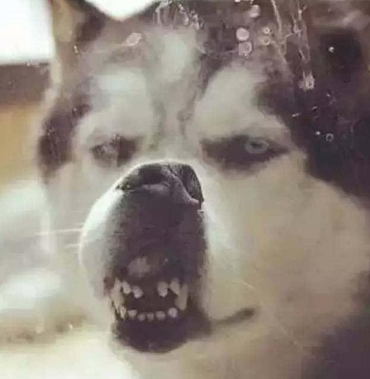 究竟为什么要养一只哈士奇这5点你看够不够