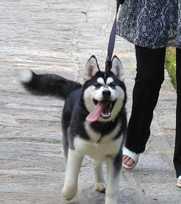 究竟为什么要养一只哈士奇这5点你看够不够