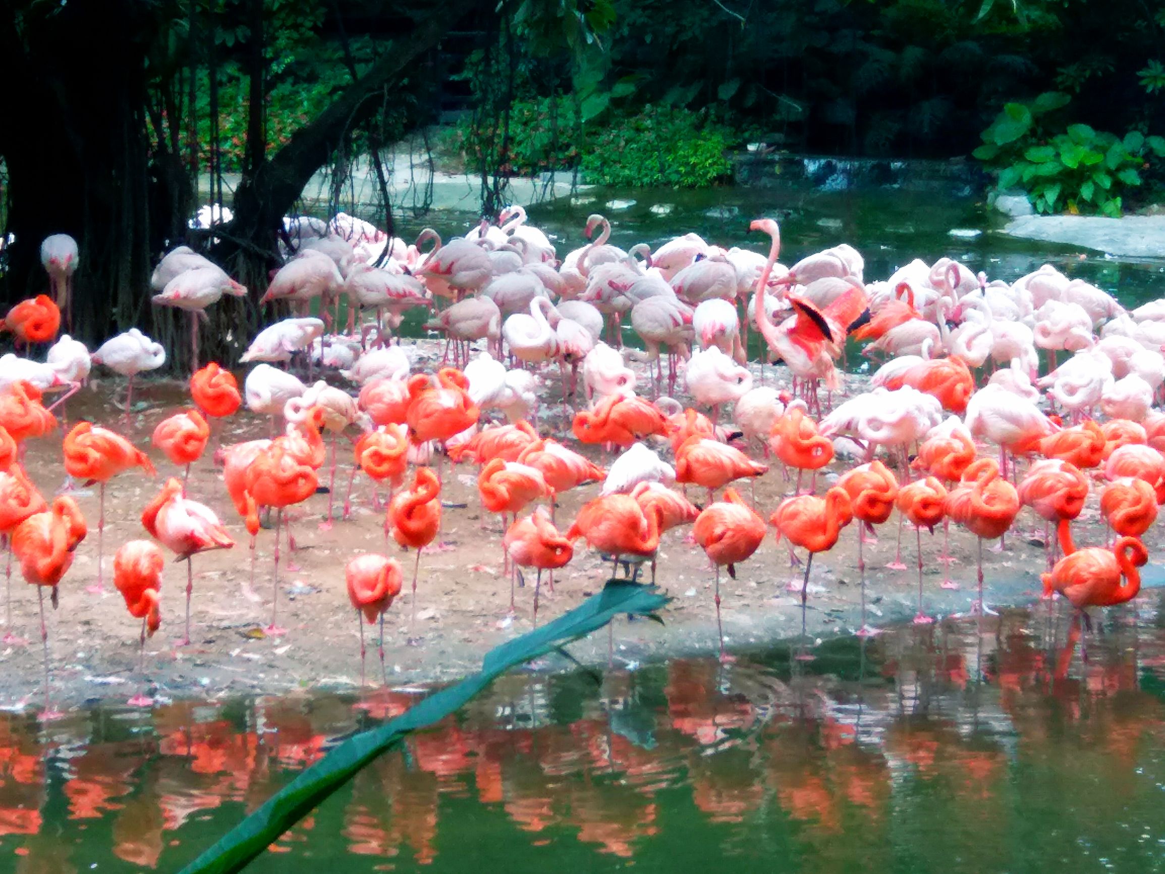 长隆野生动物世界自驾车,长隆野生动物世界免票吗