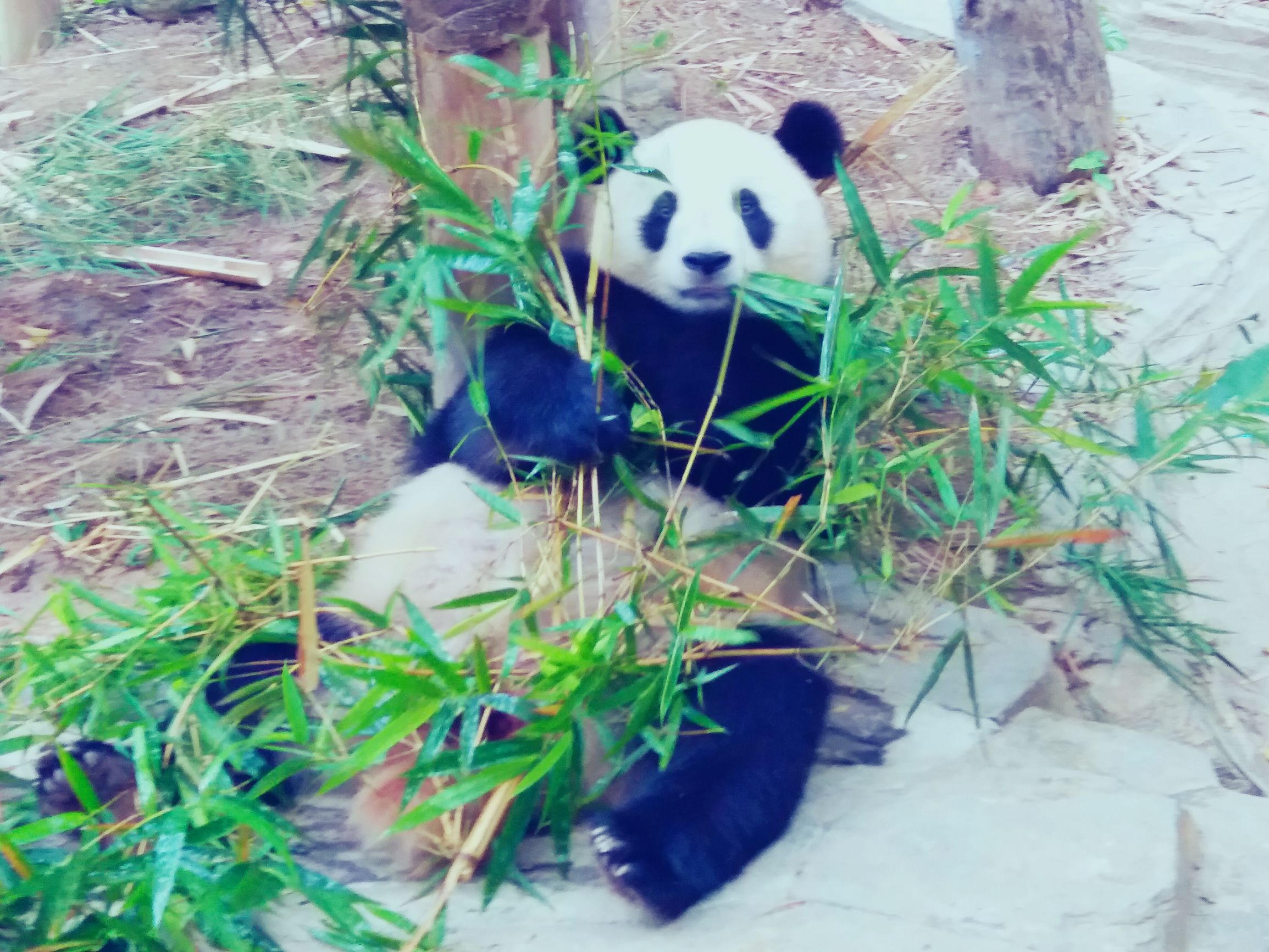 长隆野生动物世界自驾车,长隆野生动物世界免票吗