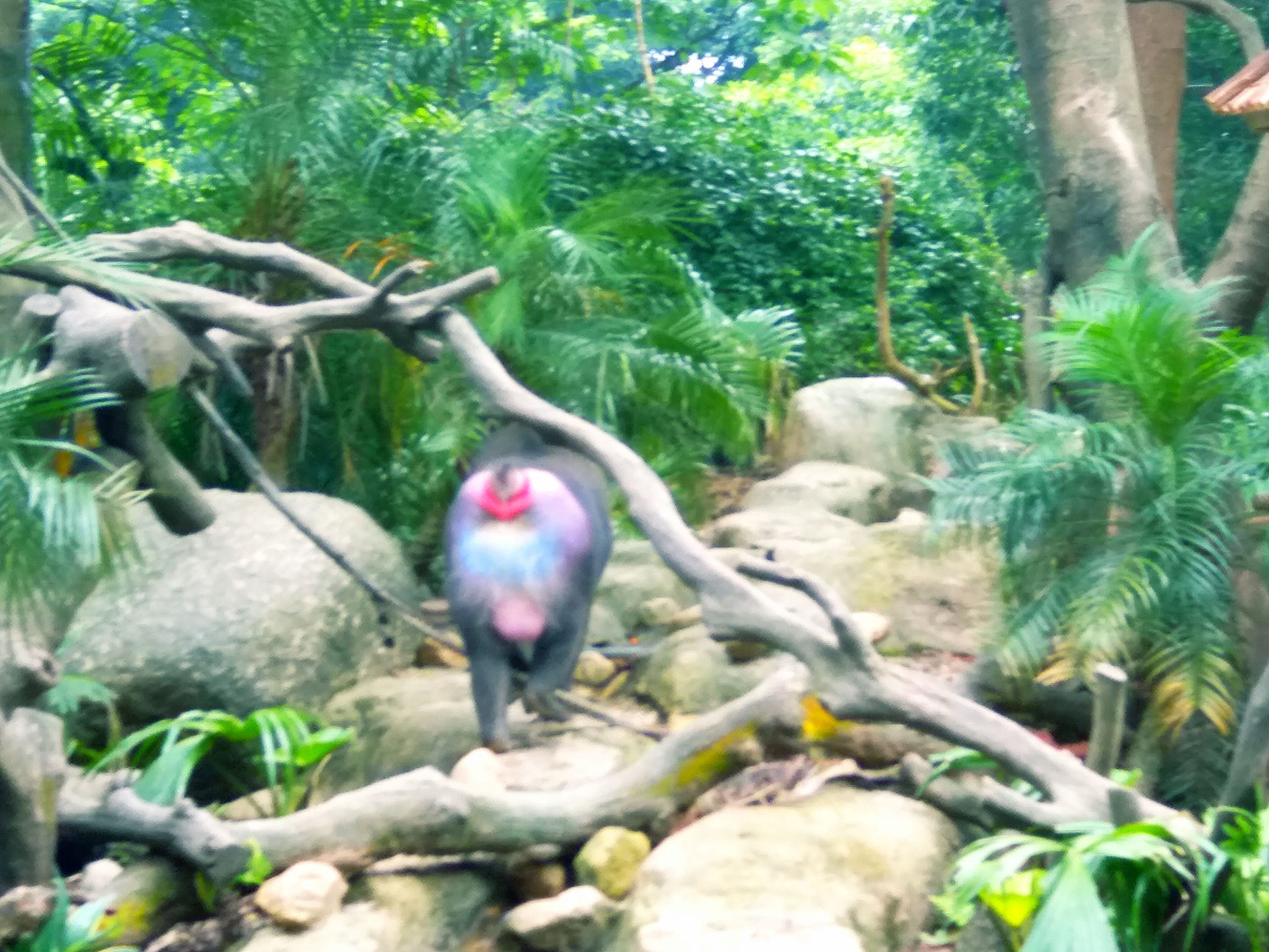 长隆野生动物世界自驾车,长隆野生动物世界免票吗