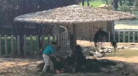 缇庡コ涓庨噹鍏界湅椋庢櫙,澶х唺鐚妧鐗涢噾涓濈尨缇婇┘