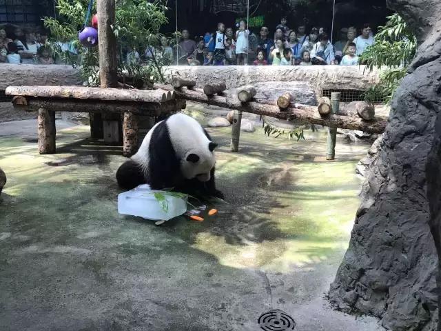 缇庡コ涓庨噹鍏界湅椋庢櫙,澶х唺鐚妧鐗涢噾涓濈尨缇婇┘