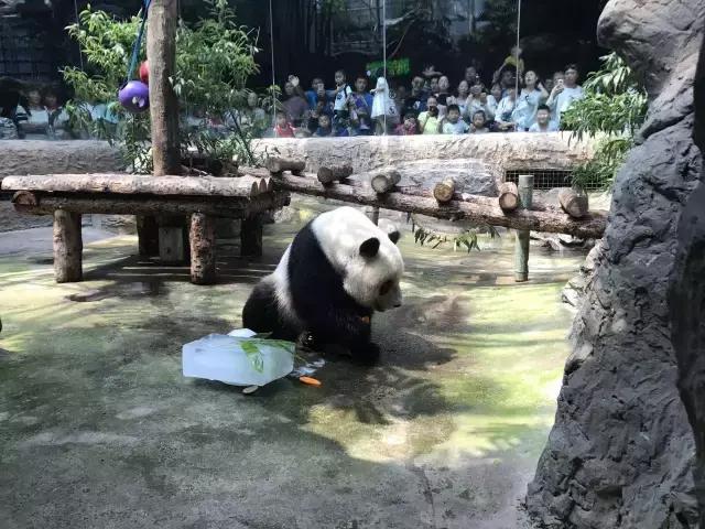 缇庡コ涓庨噹鍏界湅椋庢櫙,澶х唺鐚妧鐗涢噾涓濈尨缇婇┘