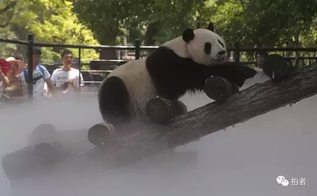 热浪来袭动物园的动物们这样消暑,热浪侵袭动物园居民各出奇招解暑