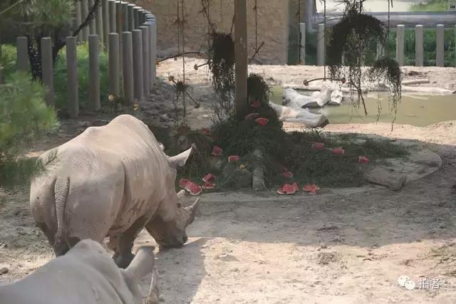 热浪来袭动物园的动物们这样消暑,热浪侵袭动物园居民各出奇招解暑