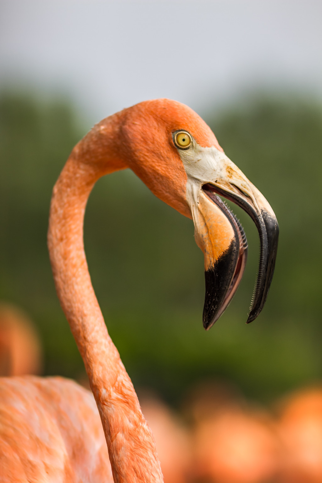 鐏儓楦熺潾姣涜啅瀵嗙⒊,鐏儓楦熺粏寰潾姣涜啅