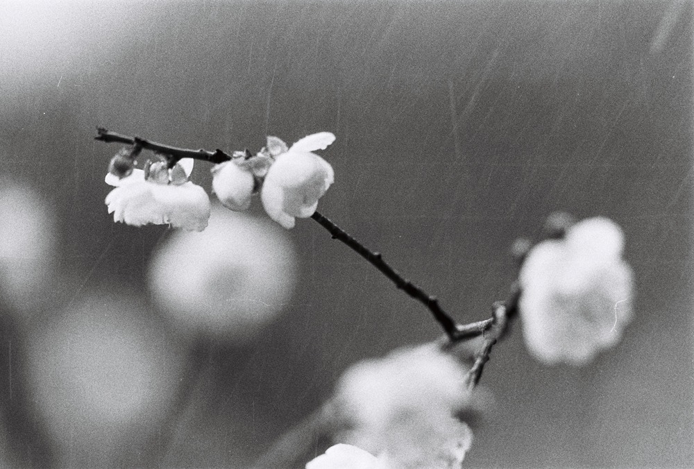 佳能300mmf4画质,佳能小炮镜头