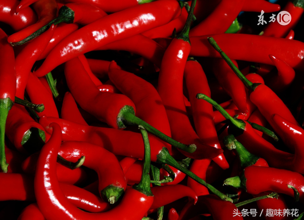 吊兰病虫害及其防治方法,吊兰常见病虫害及防治方法