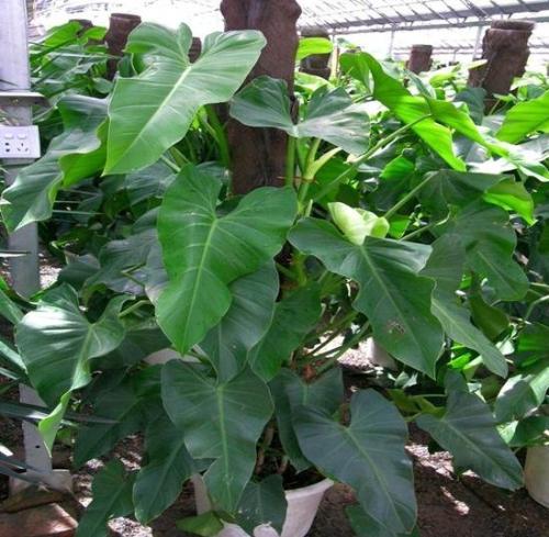 绿宝石怎么养殖最好的,绿宝石毛豆种植要点