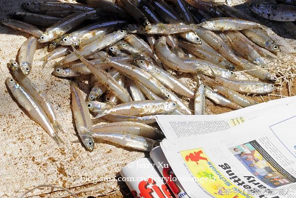 海滩捕鱼的几种方法,海边捕鱼吃海鲜视频大全