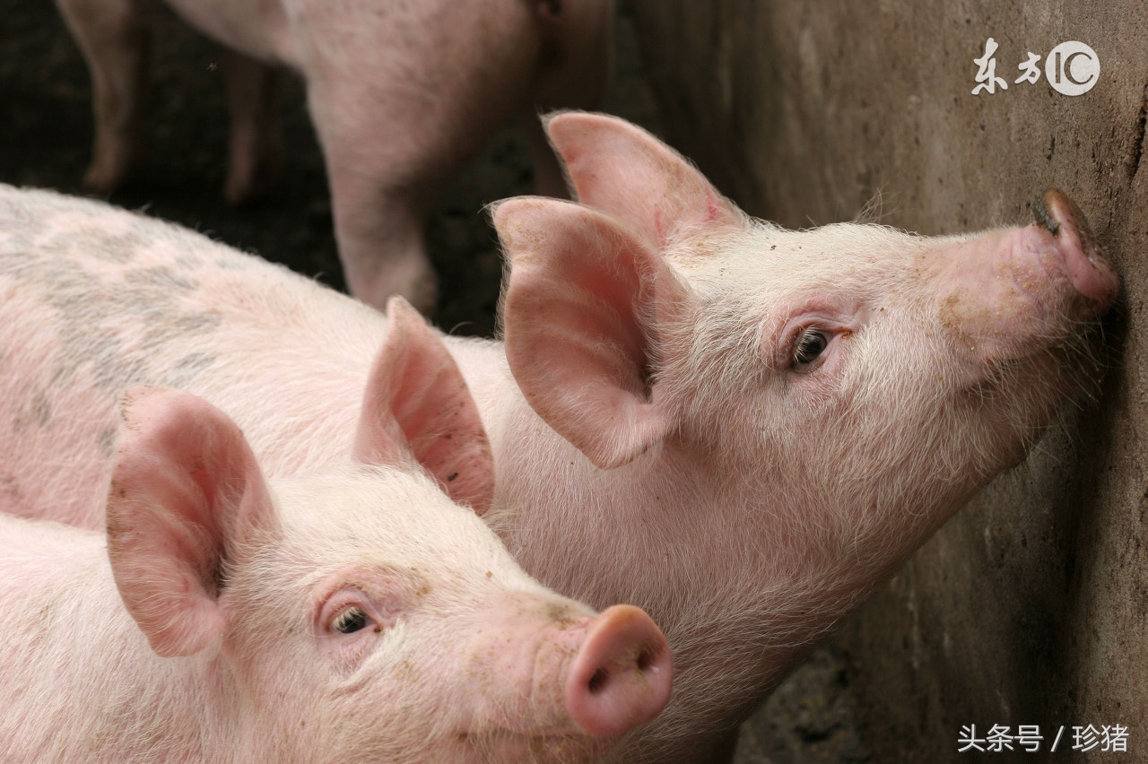 猪口蹄疫和牛口蹄疫一样吗,猪鼻上长水泡一定是口蹄疫吗