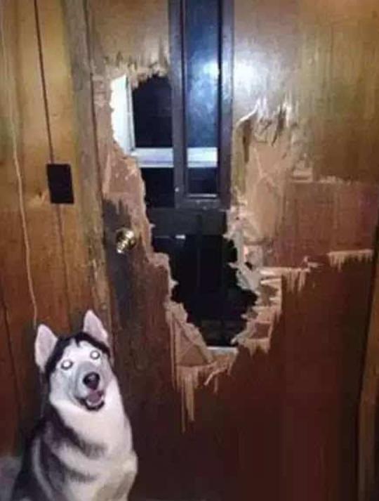 究竟为什么要养一只哈士奇这5点你看够不够