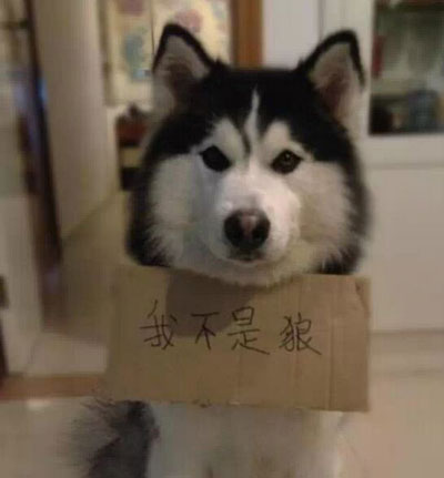 究竟为什么要养一只哈士奇这5点你看够不够