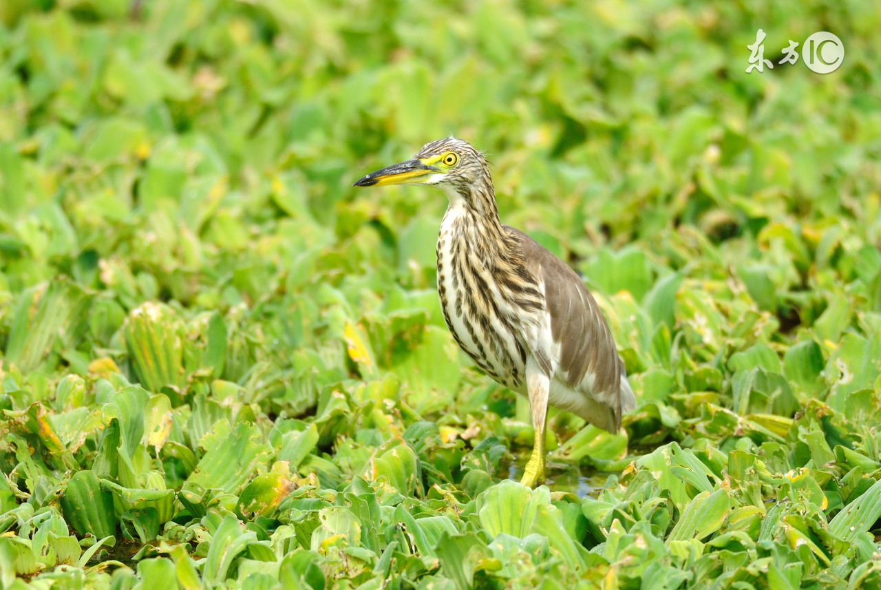 蟹塘伊乐藻怎么种,蟹塘伊乐藻挖草心注意事项