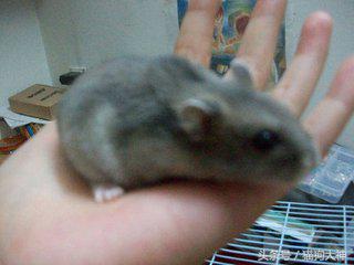 家中仓鼠三天不吃不喝不动，带去兽医院检查，结果却让大家哭笑不得