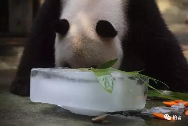 热浪来袭动物园的动物们这样消暑,热浪侵袭动物园居民各出奇招解暑