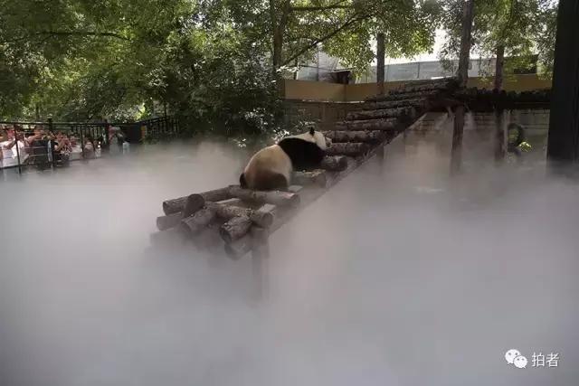 热浪来袭动物园的动物们这样消暑,热浪侵袭动物园居民各出奇招解暑