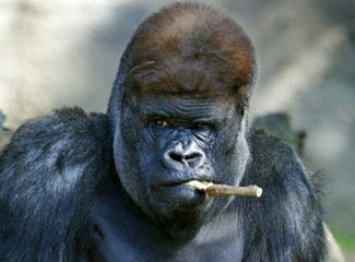 我就像一只趴在玻璃窗上面的苍蝇,我就像一只趴在玻璃上的苍蝇