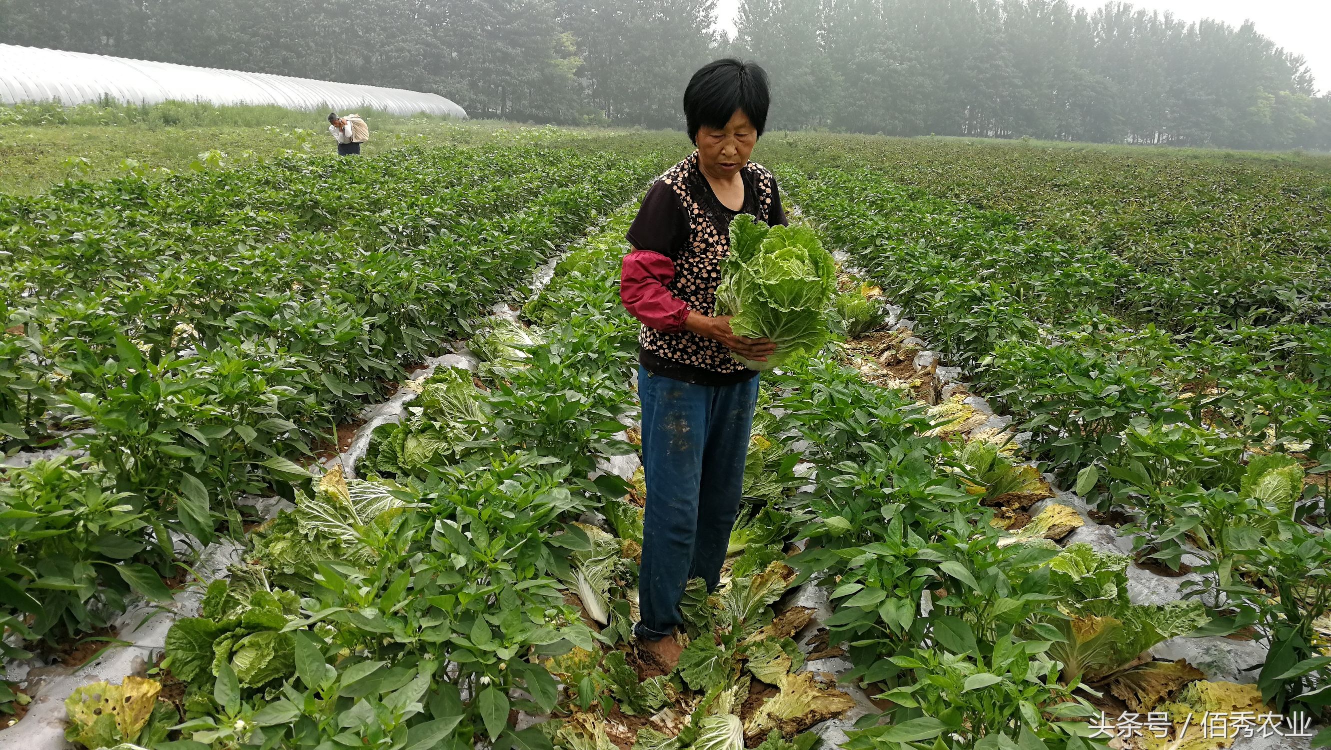 脸红！你在城里享福，父母却在农村做这种事！