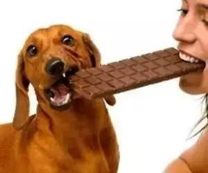 狗狗便血拉稀有几种原因,狗狗又吐又拉稀是什么原因