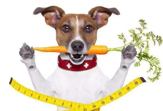 狗狗便血拉稀有几种原因,狗狗又吐又拉稀是什么原因