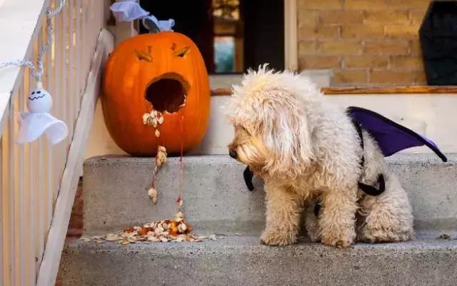 狗狗便血拉稀有几种原因,狗狗又吐又拉稀是什么原因