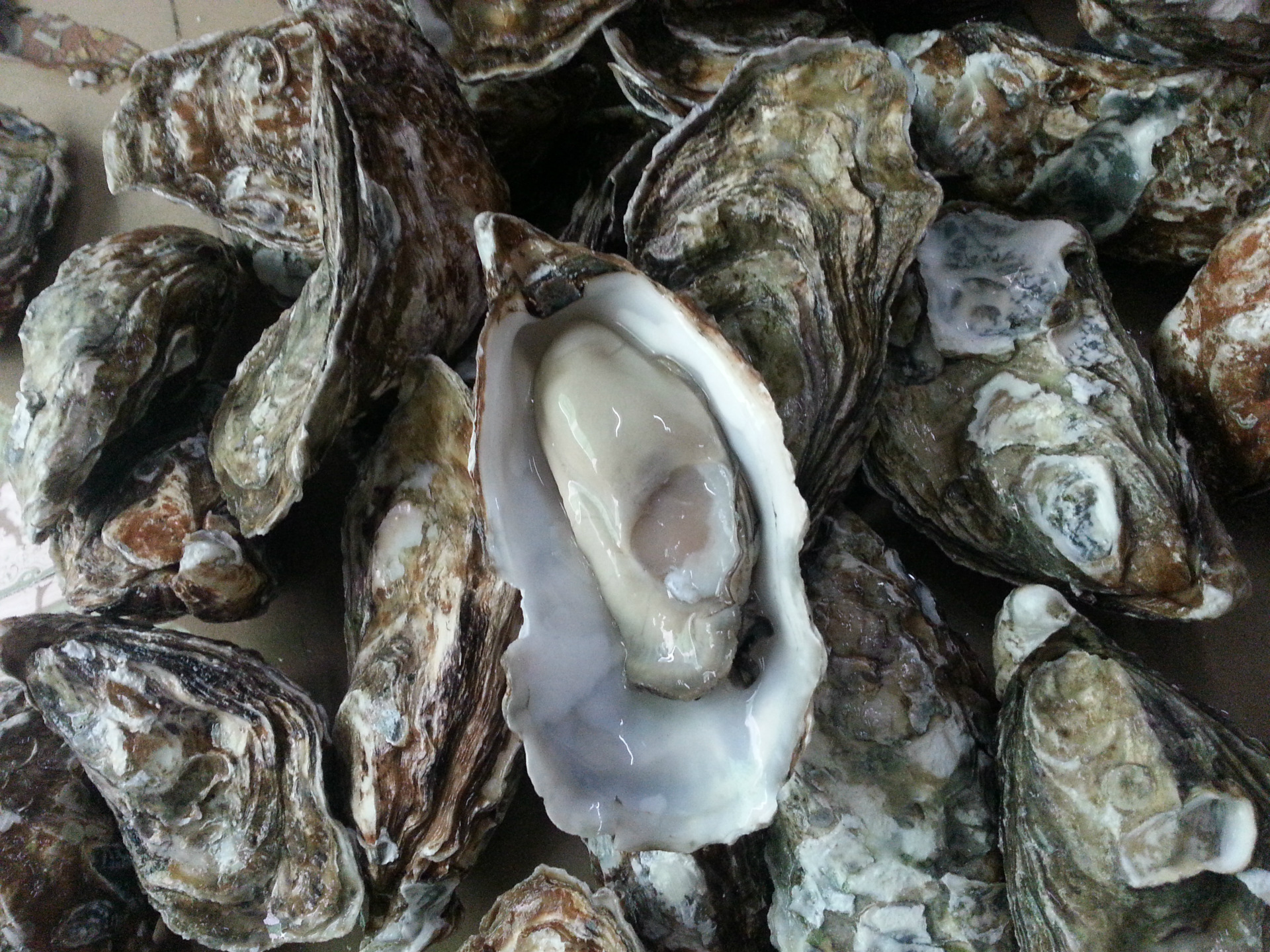 全球最好吃的五种贝类,你见过的贝类有哪些