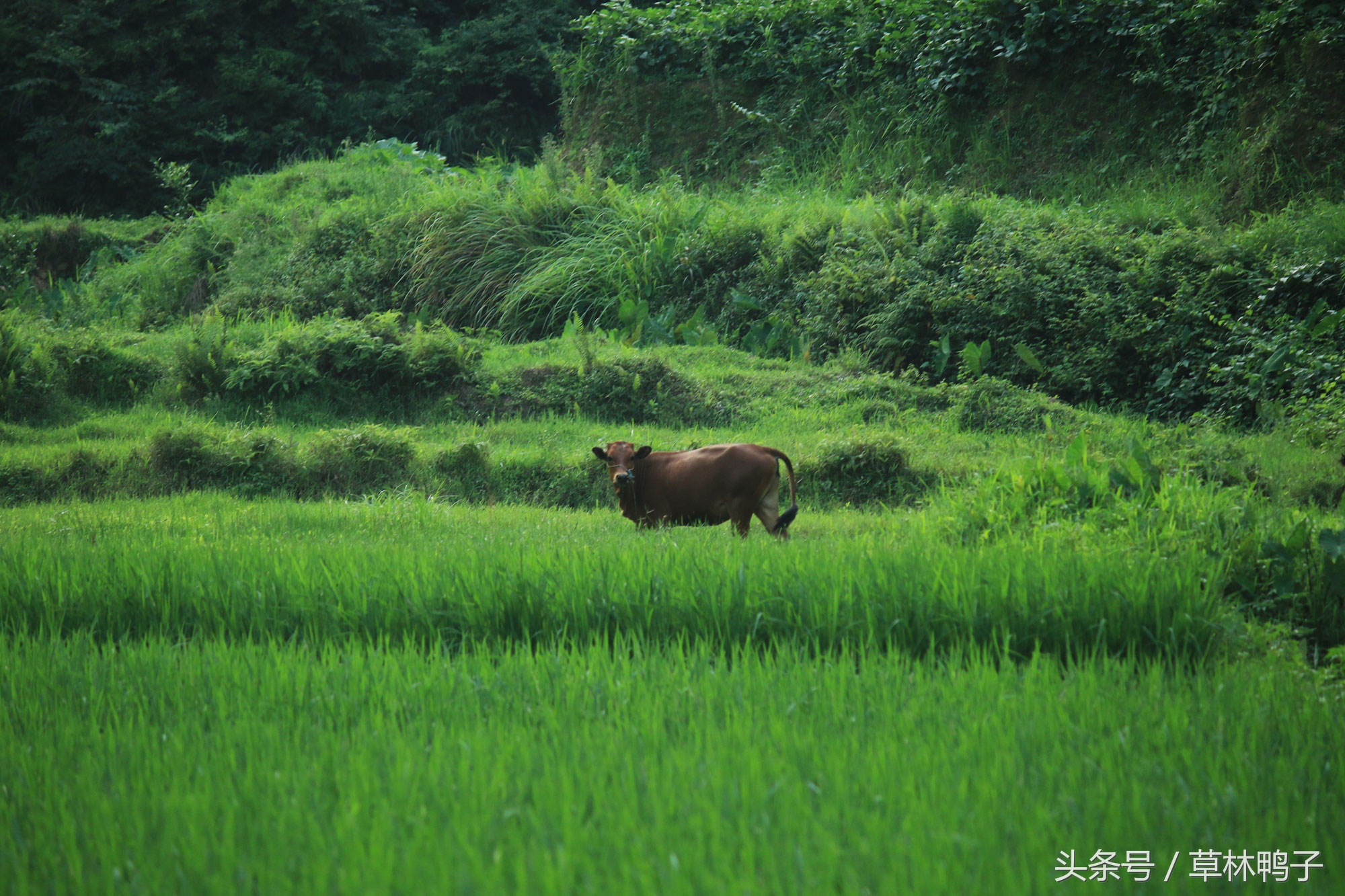 鸭子歪着脖子转圈是什么病,鸭子的脖子是歪的正常吗
