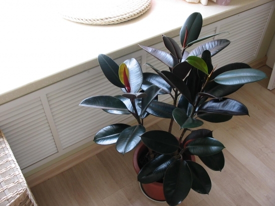 惬意的小资生活是什么,小资生活就是这么简单的