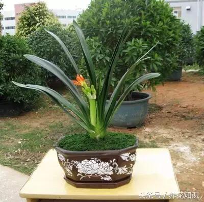 水养一年四季不黄叶的植物,水里加点什么花养得好