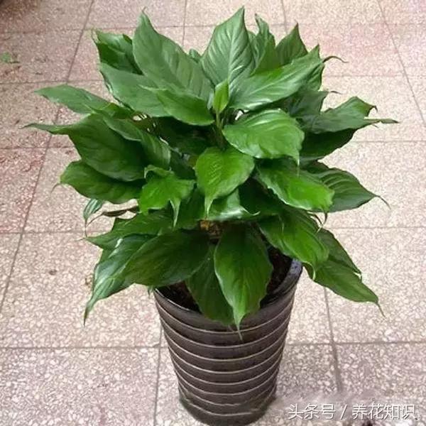 水养一年四季不黄叶的植物,水里加点什么花养得好