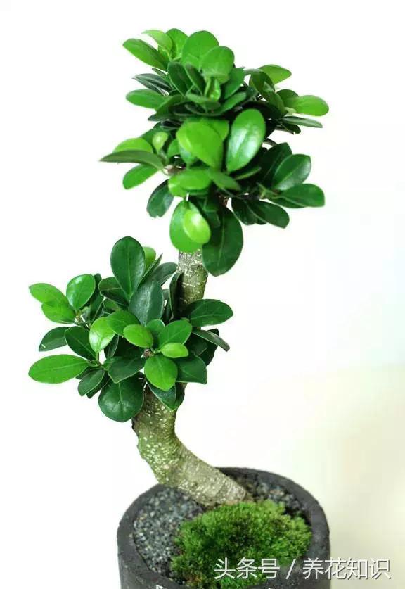 水养一年四季不黄叶的植物,水里加点什么花养得好