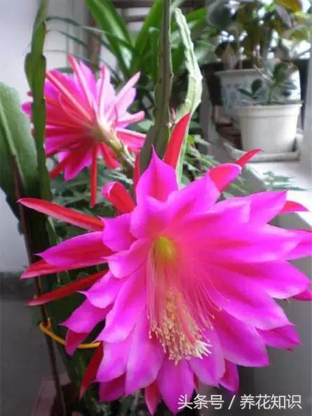 水养一年四季不黄叶的植物,水里加点什么花养得好