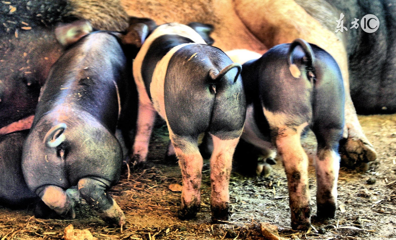 人畜共患病猪,初步诊断猪丹毒