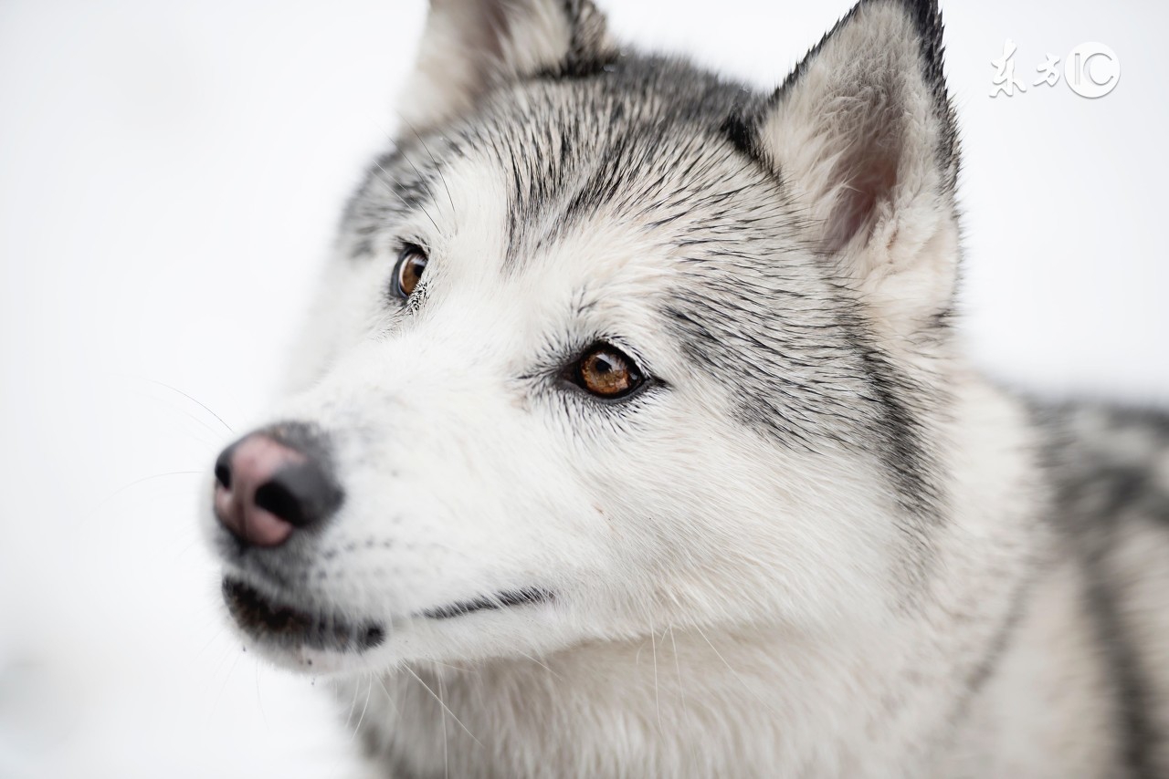 究竟为什么要养一只哈士奇这5点你看够不够