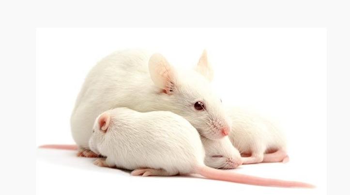 脑肿瘤研究取得新突破,重组后的皮肤细胞使小白鼠的脑肿瘤缩小