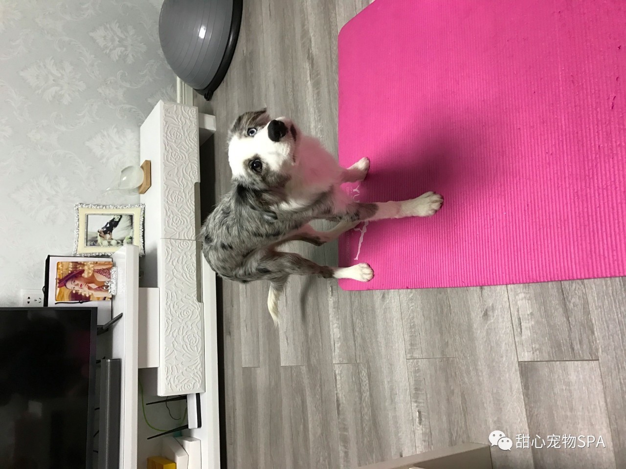 我不是“斑点狗”