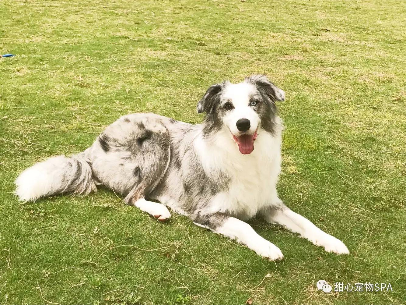 我不是“斑点狗”