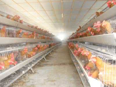 蛋鸡吐水拉稀咋回事,初产蛋鸡为什么粪很稀