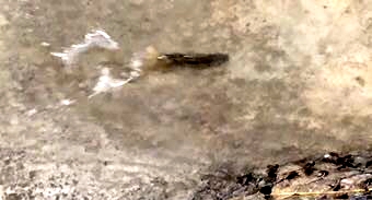 探秘青海湖湟鱼洄游,一年一度青海湖湟鱼洄游