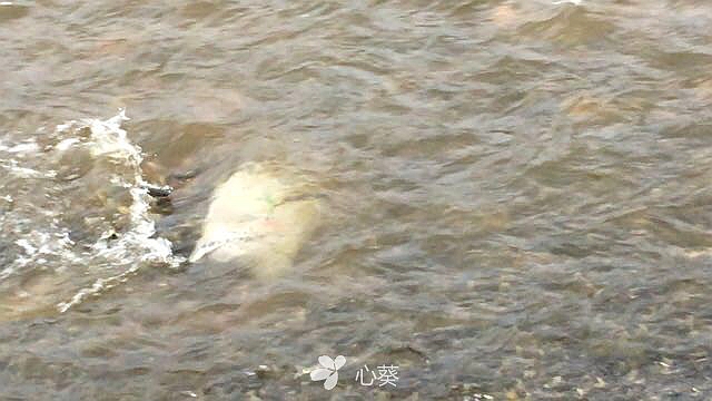 探秘青海湖湟鱼洄游,一年一度青海湖湟鱼洄游