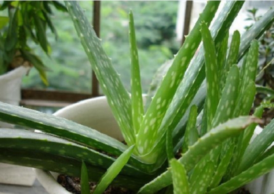 惬意的小资生活是什么,小资生活就是这么简单的