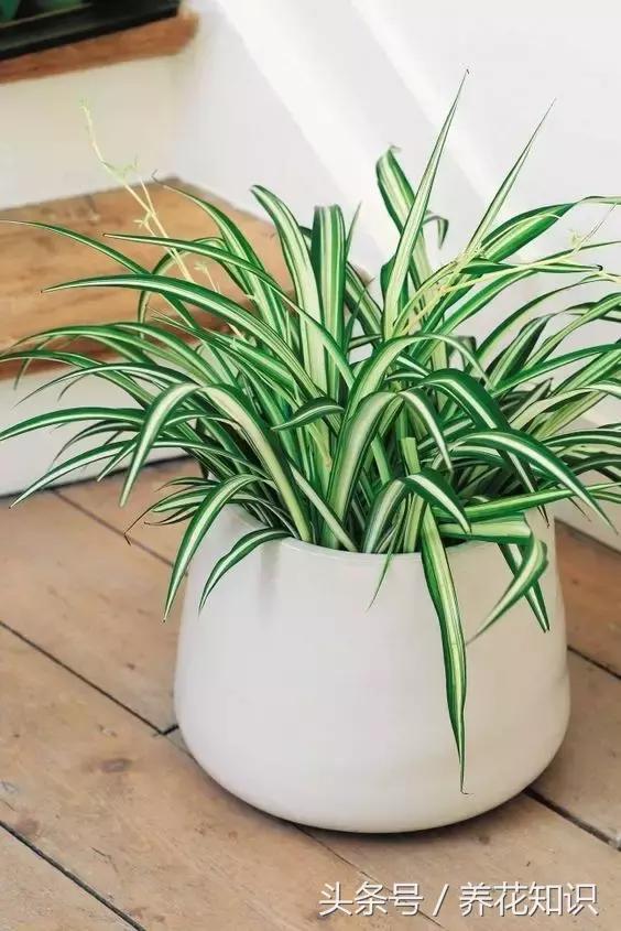 水养一年四季不黄叶的植物,水里加点什么花养得好